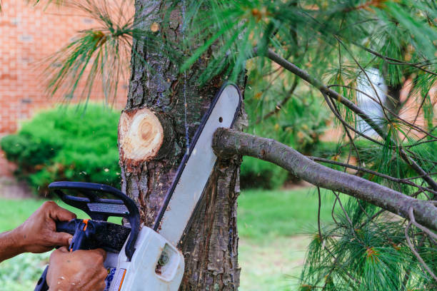 Trusted Franklin, GA Tree Removal and Landscaping Services Experts